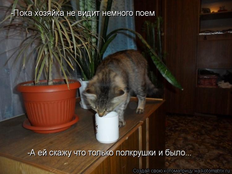 Котоматрица: -Пока хозяйка не видит немного поем -А ей скажу что только полкрушки и было...