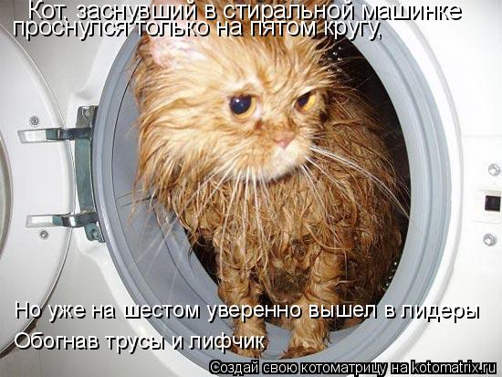 Котоматрица: Кот, заснувший в стиральной машинке проснулся только на пятом кругу, Но уже на шестом уверенно вышел в лидеры Обогнав трусы и лифчик