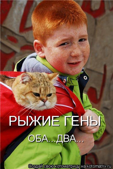 ОБА...ДВА... РЫЖИЕ ГЕНЫ... Котоматрица: ОБА...ДВА... РЫЖИЕ ГЕНЫ