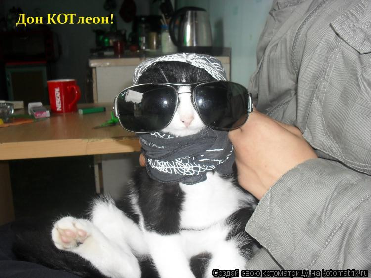 Котоматрица: 