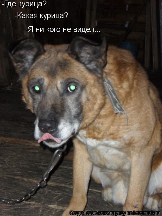 Котоматрица: -Какая курица? -Я ни кого не видел... -Где курица?