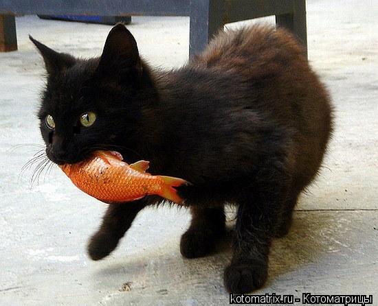 Котоматрица: Не отдам!!! Не отдам!!! Не отдам!!! Не отдам!!! Не отдам!!!
