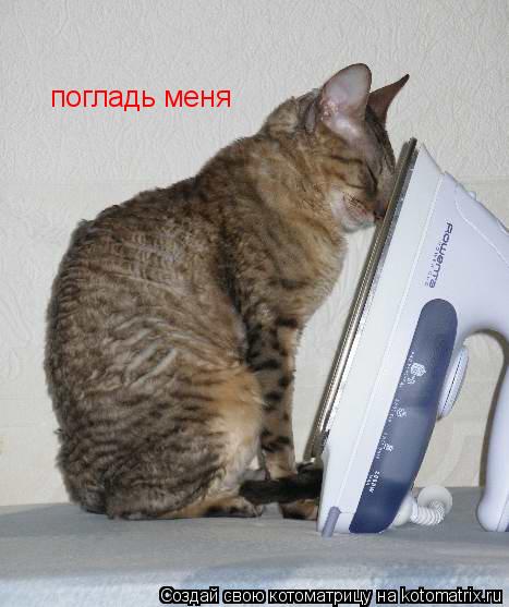 Котоматрица: погладь меня