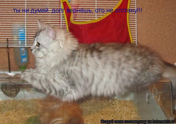 Котоматрица: ты ни думай, долг вернёшь, ото не отстану!!!