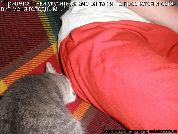 Котоматрица: "Придётся-таки укусить,иначе он так и не проснётся и оста- вит меня голодным..."
