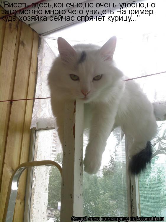 Котоматрица: "Висеть здесь,конечно,не очень удобно,но зато можно много чего увидеть.Например, куда хозяйка сейчас спрячет курицу..."
