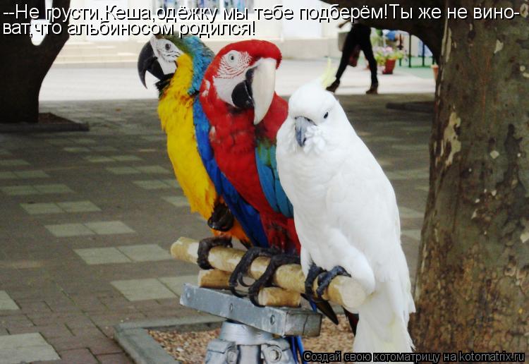 Котоматрица: --Не грусти,Кеша,одёжку мы тебе подберём!Ты же не вино- ват,что альбиносом родился!