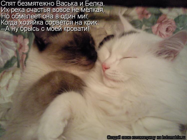 Спят безмятежно Васька и Белка, Их река счастья вовсе не мелкая, Но обмелеет она в один миг, Когда хо... Котоматрица: Спят безмятежно Васька и Белка, Их река счастья вовсе не мелкая, Но обмелеет она в один миг, Когда хозяйка сорвётся на крик: --А ну брысь с мое