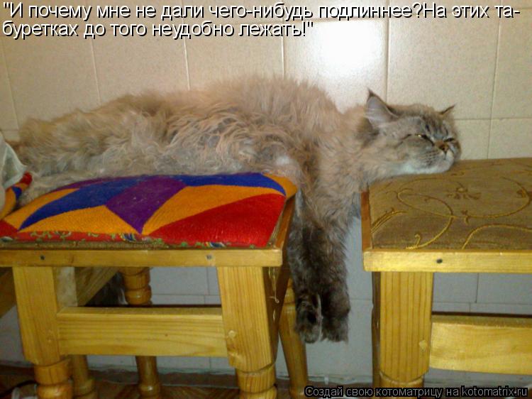 Котоматрица: "И почему мне не дали чего-нибудь подлиннее?На этих та- буретках до того неудобно лежать!"