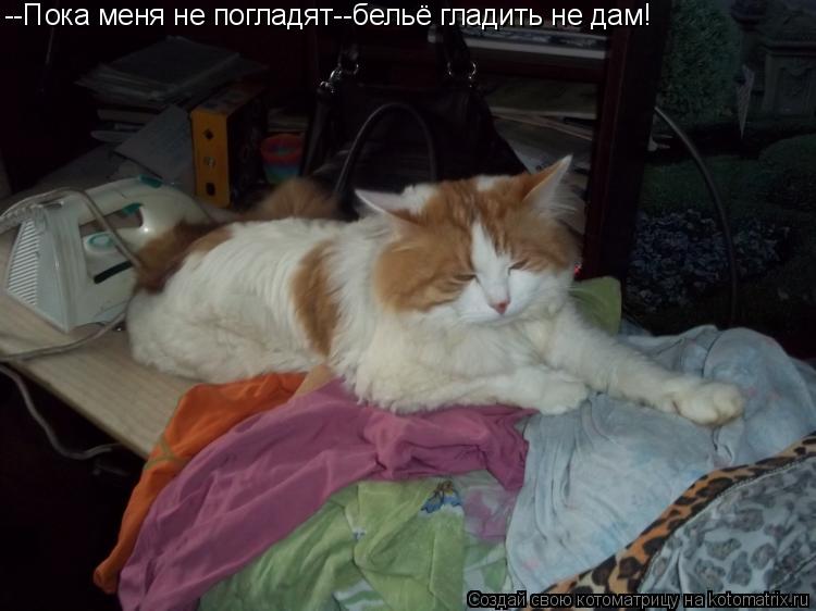Котоматрица: --Пока меня не погладят--бельё гладить не дам!