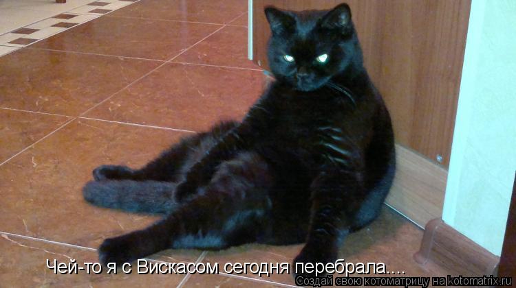 Котоматрица: Чей-то я с Вискасом сегодня перебрала....