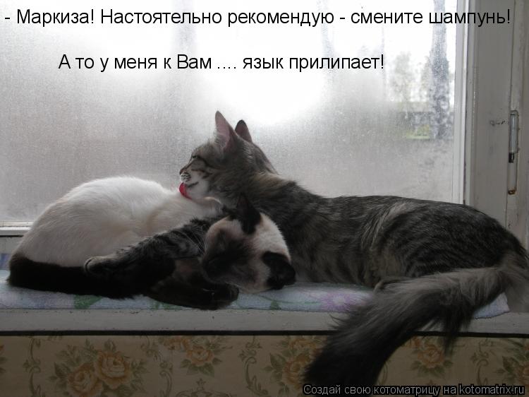 Котоматрица: - Маркиза! Настоятельно рекомендую - смените шампунь! А то у меня к Вам .... язык прилипает!