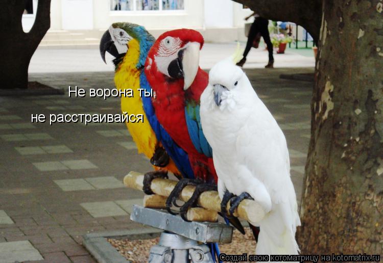 Котоматрица: Не ворона ты,  не расстраивайся