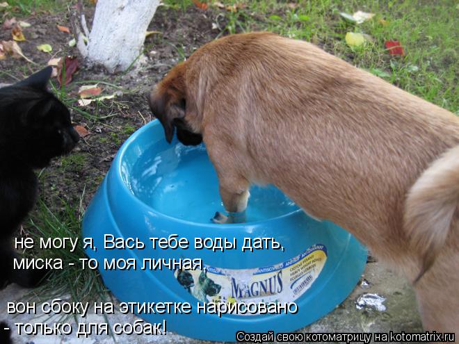 Котоматрица: не могу я, Вась тебе воды дать, миска - то моя личная, вон сбоку на этикетке нарисовано  - только для собак!