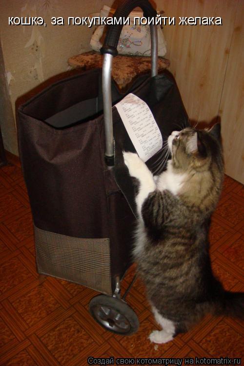 Котоматрица: кошкэ, за покупками поийти желака