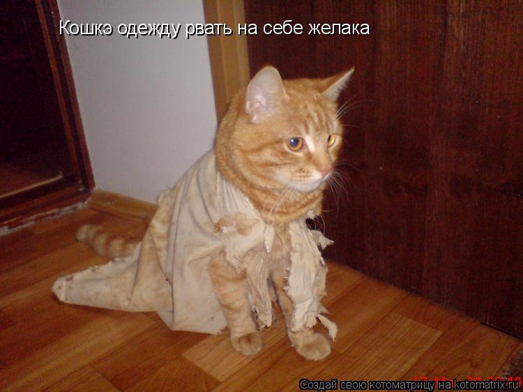 Котоматрица: Кошкэ одежду рвать на себе желака