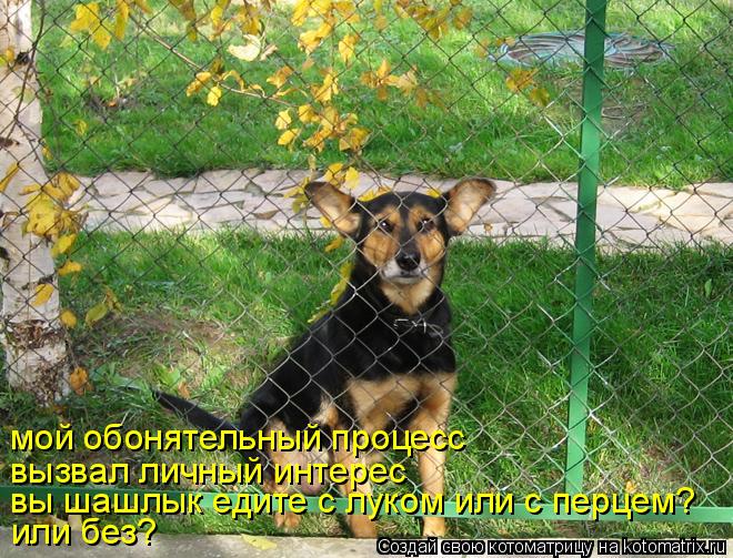 Котоматрица: мой обонятельный процесс вызвал личный интерес вы шашлык едите с луком или с перцем? или без?