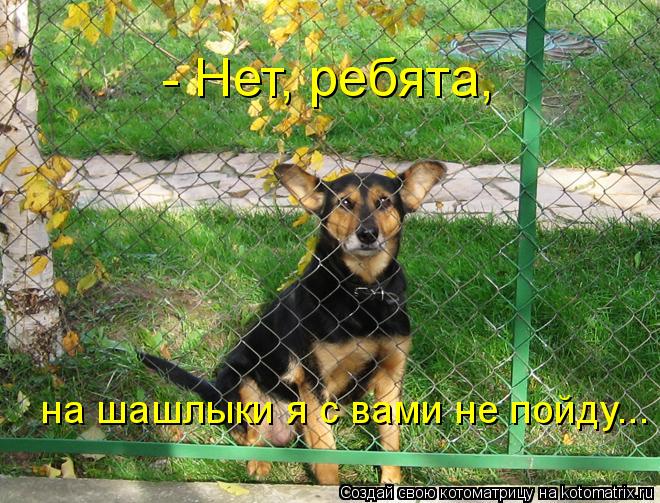 Котоматрица: - Нет, ребята, на шашлыки я с вами не пойду...