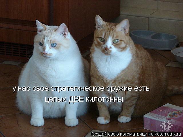 Котоматрица: у нас свое стратегическое оружие есть целых ДВЕ килотонны