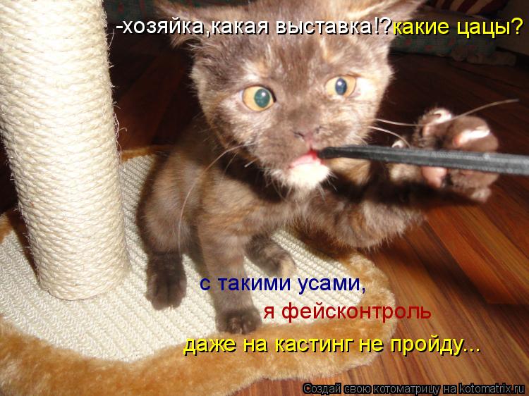 Котоматрица: даже на кастинг не пройду...   -хозяйка,какая выставка!?  с такими усами, я фейсконтроль   какие цацы?