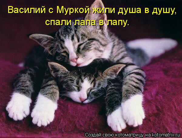 Василий с Муркой жили душа в душу, спали лапа в лапу.... Котоматрица: Василий с Муркой жили душа в душу, спали лапа в лапу.