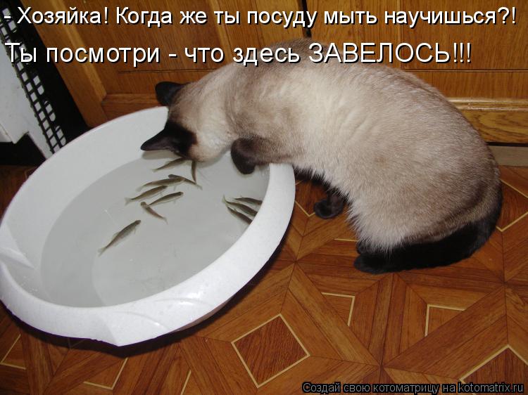 Котоматрица: - Хозяйка! Когда же ты посуду мыть научишься?! Ты посмотри - что здесь ЗАВЕЛОСЬ!!!