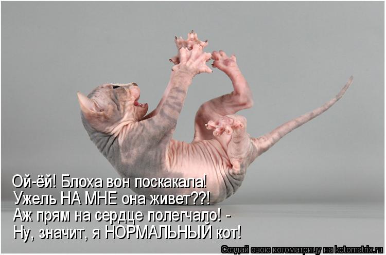 Ой-ёй! Блоха вон поскакала! Ужель НА МНЕ она живет??! Аж прям на сердце полегчало! - Ну, значит, я Н... Котоматрица: Ой-ёй! Блоха вон поскакала! Ужель НА МНЕ она живет??! Аж прям на сердце полегчало! - Ну, значит, я НОРМАЛЬНЫЙ кот!