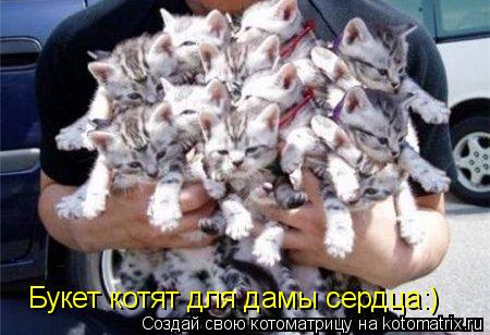Котоматрица: Букет котят для дамы сердца:)