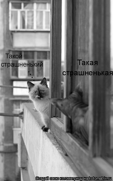 Котоматрица: Такой страшненький Такая  страшненькая ....