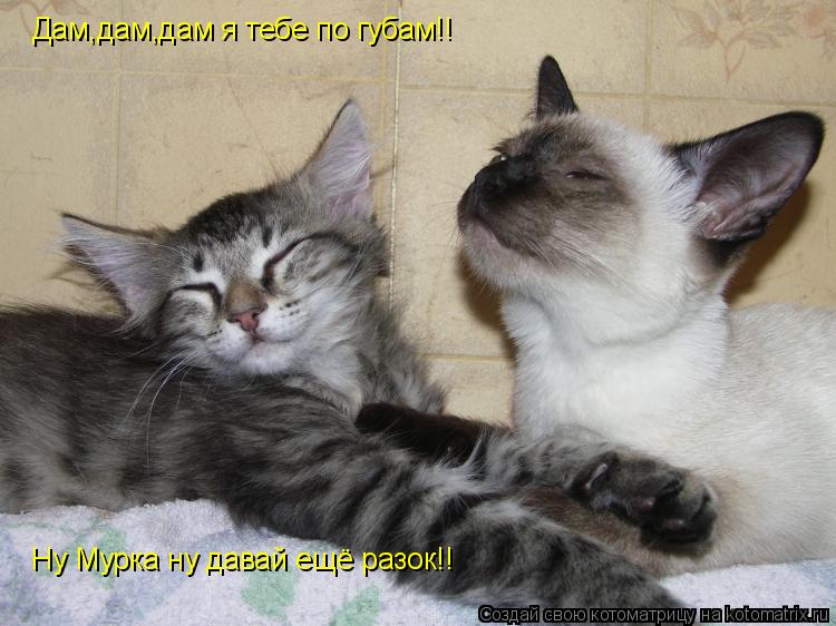 Котоматрица: Дам,дам,дам я тебе по губам!! Ну Мурка ну давай ещё разок!!