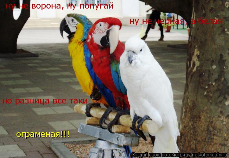 Котоматрица: ну не ворона, ну попугай ну не черная, а белая но разница все таки ограменая!!!