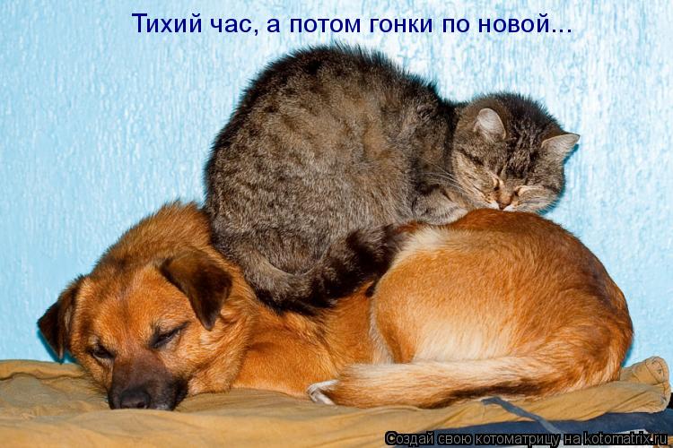 Котоматрица: Тихий час, а потом гонки по новой...