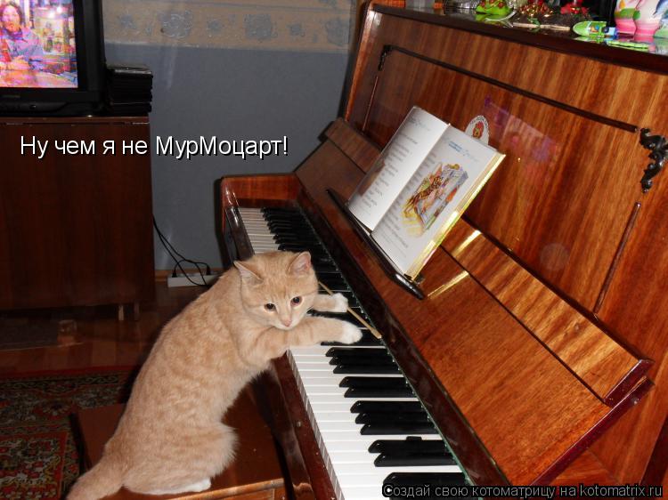 Котоматрица: Ну чем я не МурМоцарт!
