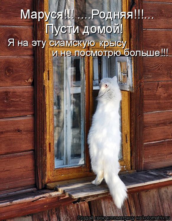Маруся!!! ....Родняя!!!... Пусти домой! Я на эту сиамскую и не посмотрю больше!!! крысу... Котоматрица: Маруся!!! ....Родняя!!!... Пусти домой! Я на эту сиамскую и не посмотрю больше!!! крысу
