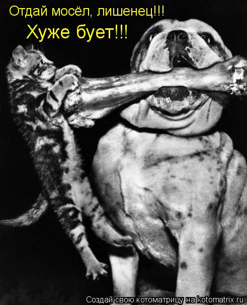 Отдай мосёл, лишенец!!! Хуже бует!!!... Котоматрица: Отдай мосёл, лишенец!!! Хуже бует!!!
