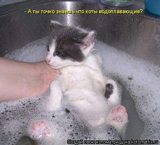 Котоматрица: - А ты точно знаешь что коты водоплавающие?