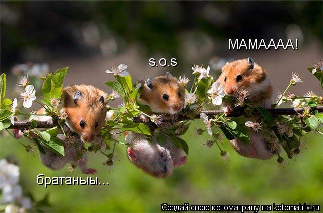 Котоматрица: братаныы... s.o.s  МАМАААА!