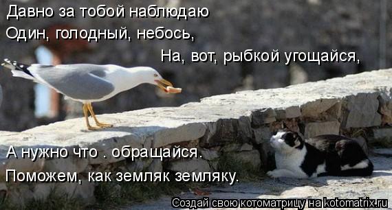 Котоматрица: Давно за тобой наблюдаю Один, голодный, небось, На, вот, рыбкой угощайся, А нужно что – обращайся. Поможем, как земляк земляку.