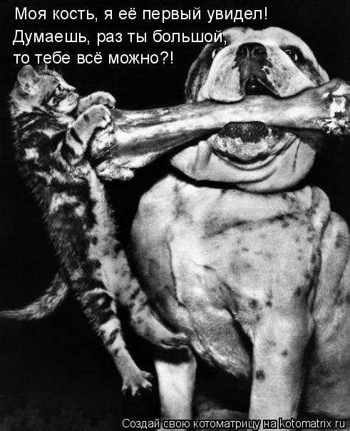 Котоматрица: Моя кость, я её первый увидел! Думаешь, раз ты большой,  то тебе всё можно?!
