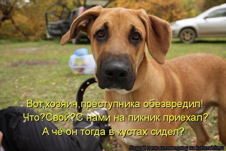 Котоматрица: Вот,хозяин,преступника обезвредил! Что?Свой?С нами на пикник приехал? А чё он тогда в кустах сидел?
