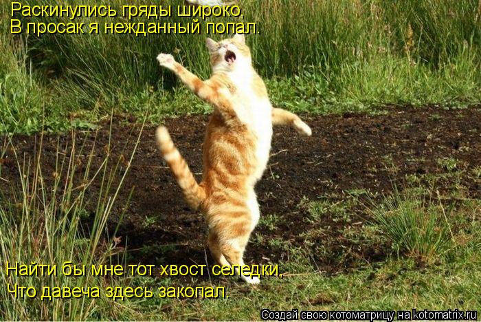 Котоматрица: Раскинулись гряды широко, В просак я нежданный попал. Найти бы мне тот хвост селедки, Что давеча здесь закопал.