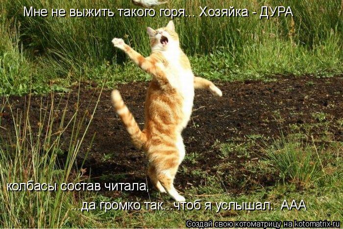 Котоматрица: Мне не выжить такого горя... Хозяйка - ДУРА колбасы состав читала,  ...да громко так...чтоб я услышал.. ААА