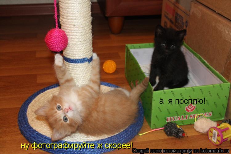 Котоматрица: ну фотографируйте ж скорее! а  я посплю!