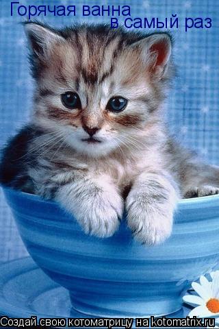 Котоматрица: Горячая ванна в самый раз