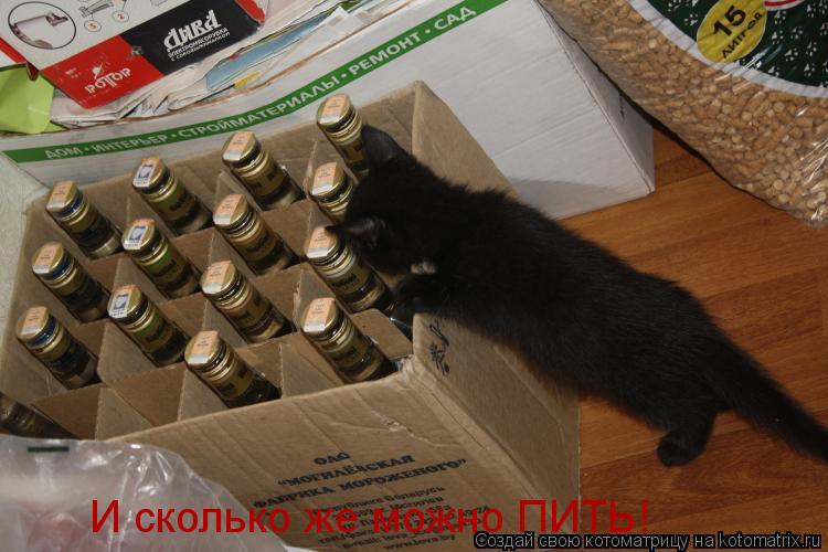 Котоматрица: И сколько же можно ПИТЬ!