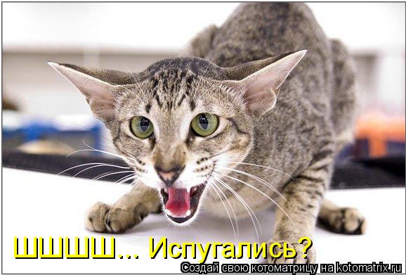 Котоматрица: ШШШШ... Испугались?