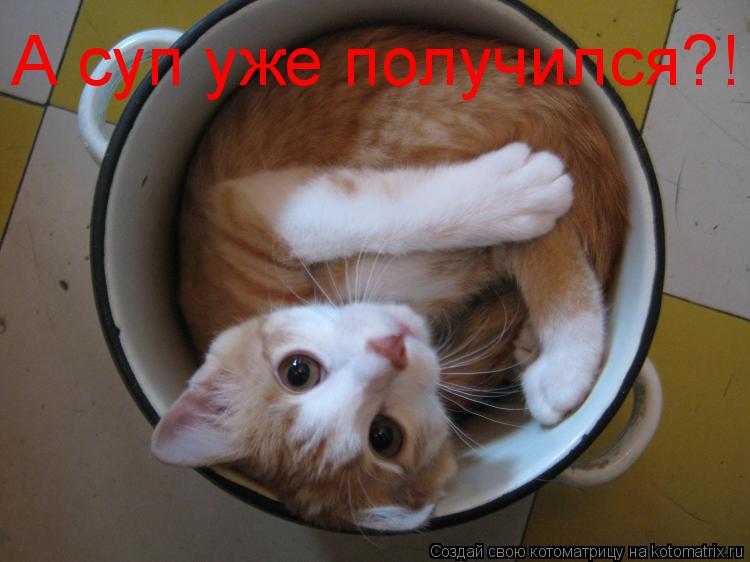 Котоматрица: А суп уже получился?!
