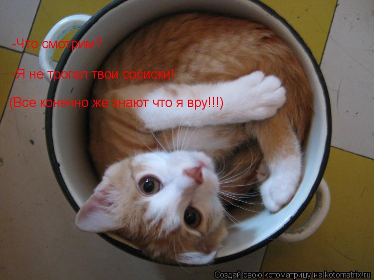 Котоматрица: -Что смотрим? -Я не трогал твои сосиски! (Все конечно же знают что я вру!!!)