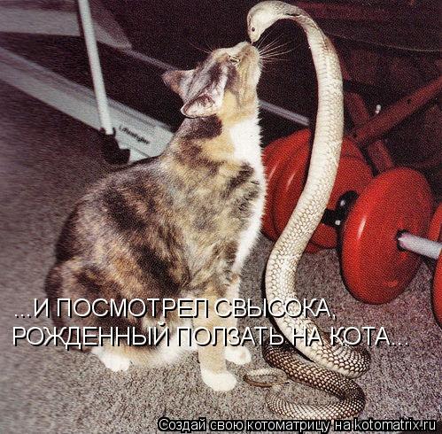 Котоматрица: ...И ПОСМОТРЕЛ СВЫСОКА,  РОЖДЕННЫЙ ПОЛЗАТЬ НА КОТА...