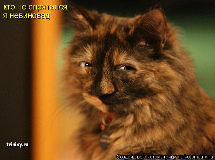 Котоматрица: кто не спрятался я невиновад